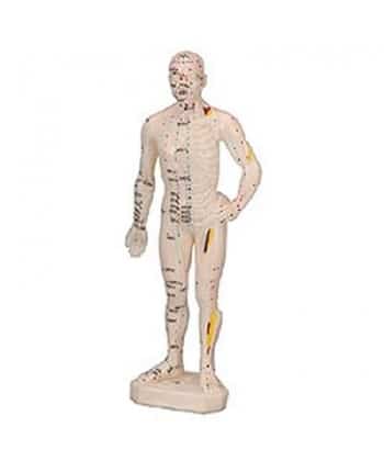 modelo do corpo humano medicina chinesa